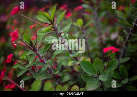 Meist verschwommener roter Blumenhintergrund der Dornenkrone mit Fokus auf Stacheln Stockfoto
