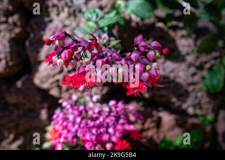 Meist verschwommene blutende Herzweinblüten aus der Nähe. Lila und rote Blüten Stockfoto