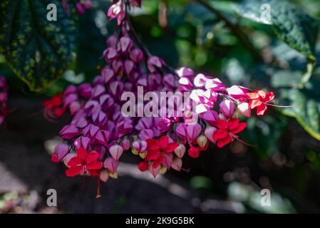 Meist verschwommene blutende Herzweinblüten aus der Nähe. Lila und rote Blüten Stockfoto