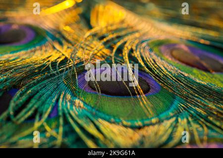 Schöne und bunte Pfau Vogel Federn nahtlose Linien abstraktes Muster Textur Design natürlichen Hintergrund. Glühend warmes Bokeh verwischt den Lichteffekt. Stockfoto