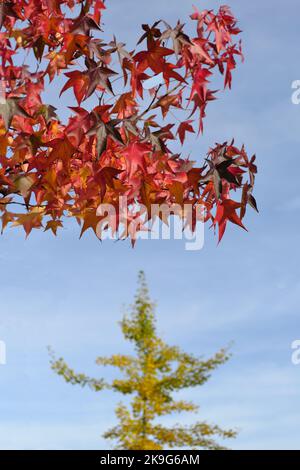 Herbst im Park, Bäume mit bunten Blättern, Sonnenlicht, selektiver Fokus auf den Vordergrund Stockfoto