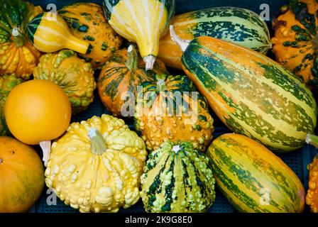 Kleine dekorative und bunte Kürbisse zum Verkauf auf dem Bauernmarkt im Herbst. Stockfoto