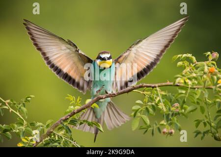 Europäischer Bienenfresser, der in der Sommernatur auf dem Ast landet Stockfoto