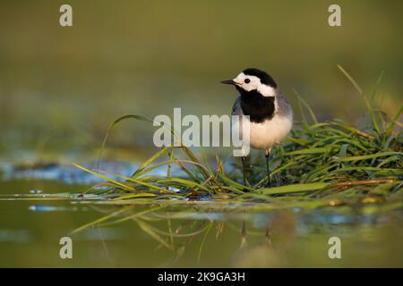 Weiße Bachstelze, die im Sommer neben dem Feuchtgebiet auf Gras schaut Stockfoto