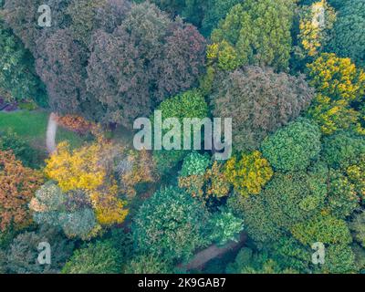 Wunderschöne Fallbäume. Blick von oben auf den herbstlichen Laubwald in gelben und orangen Farben. Luftaufnahme des Waldes während eines ruhigen Herbsttages. Bunte Herbstfarben in Waldspucken. Hochwertige Fotos Stockfoto