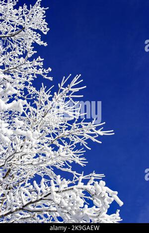 Mattierte Baum Stockfoto