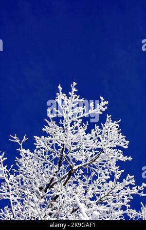 Gefrorener Baum in der Winterszene Stockfoto