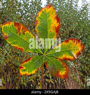 Herbstblatt mit Platanenblättern, grün, gelb und braun Stockfoto