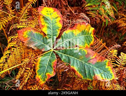 Herbstblatt mit Platanenblättern, grün, gelb und braun Stockfoto