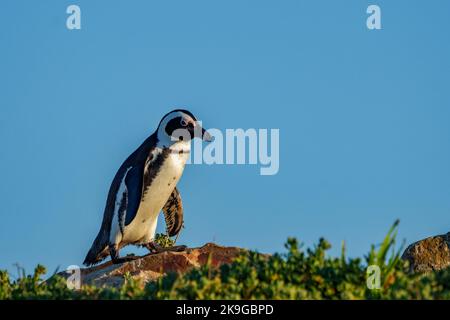 Afrikanischer Pinguin, Kappinguin oder südafrikanischer Pinguin (Spheniscus demersus) an Stony Point, Betty's (Bettys) Bay, Whale Coast, Overberg, Western Cap Stockfoto