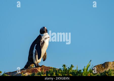 Afrikanischer Pinguin, Kappinguin oder südafrikanischer Pinguin (Spheniscus demersus) an Stony Point, Betty's (Bettys) Bay, Whale Coast, Overberg, Western Cap Stockfoto