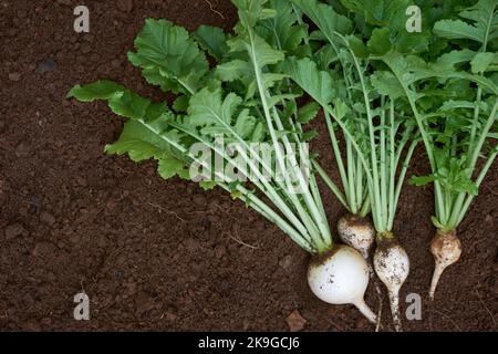 Frisch geernteter weißer runder Rettich im Gartenhintergrund, essbares und gesundes Wurzelgemüse auf dunkelbraunem Boden, von oben mit Kopierraum entnommen Stockfoto