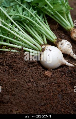 Frisch geernteter weißer runder Rettich im Gartenhintergrund, essbares und gesundes Wurzelgemüse auf dunkelbraunem Boden, Soft-Focus mit Kopierraum Stockfoto