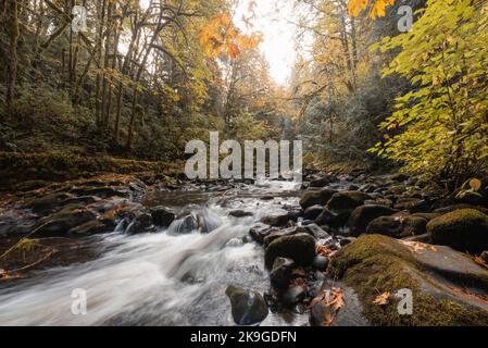 Creek, der am Oktobermorgen im Bundesstaat Washington, Pazifischer Nordwesten, durch einen wunderschönen herbstlichen Waldwald mit Herbstlaub fließt Stockfoto