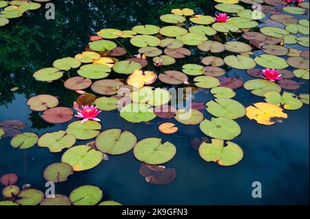 Eine blomende Wasserlilie, umgeben von Seerosen, umgeben von Seerosen Stockfoto