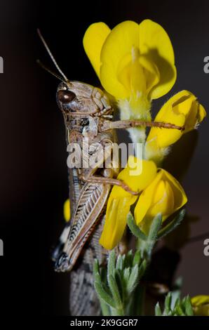 Marokkanische Heuschrecke Dociostaurus maroccanus auf Blüten des kanarischen Plattbeins Adenocarpus foliolosus. Inagua. Gran Canaria. Kanarische Inseln. Spanien. Stockfoto