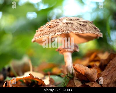Shaggy Parasol Pilz, Chlorophyllum rhacodes, Agaricaceae, wächst im Wald, Everdon Stubbs, VEREINIGTES KÖNIGREICH Stockfoto