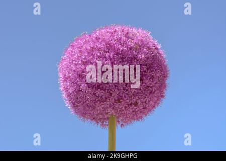 Purple Allium giganteum oder riesige Zwiebel isoliert vor einem wolkenlosen, klaren blauen Himmel Stockfoto