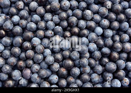 Schlehe-Beeren, die Frucht von Schlehdornsträuchern (Prunus spinosa), werden nach dem ersten Frost des Winters zur Herstellung von Schlehe-Gin verwendet Stockfoto