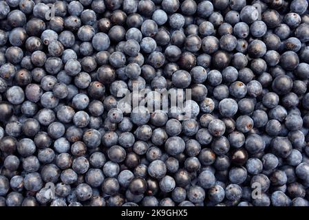 Schlehe-Beeren, die Frucht von Schlehdornsträuchern (Prunus spinosa), werden nach dem ersten Frost des Winters zur Herstellung von Schlehe-Gin verwendet Stockfoto