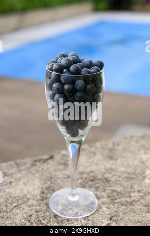 Schlehe-Beeren, die Frucht von Schlehdornsträuchern (Prunus spinosa), werden nach dem ersten Frost des Winters zur Herstellung von Schlehe-Gin verwendet Stockfoto