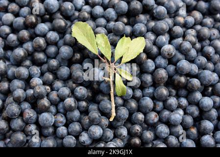 Schlehe-Beeren, die Frucht von Schlehdornsträuchern (Prunus spinosa), werden nach dem ersten Frost des Winters zur Herstellung von Schlehe-Gin verwendet Stockfoto