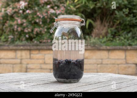 Schlehe-Beeren, die Frucht von Schlehdornsträuchern (Prunus spinosa), werden nach dem ersten Frost des Winters zur Herstellung von Schlehe-Gin verwendet Stockfoto