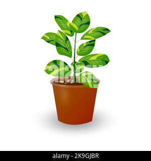 Ficus-Pflanze im Topf isoliert auf weißem Hintergrund. Dekorative Pflanze für Zuhause oder Büro. Zimmerblume. Vektorgrafik. Stock Vektor