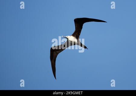 Die niedrige Ansicht eines Ascension Fregattebudes, der am blauen Himmel fliegt Stockfoto