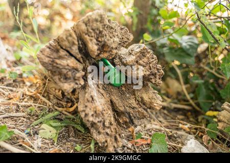 Geocachekiste gefunden beim Wandern zwischen Feldern in Horstmar (Deutschland) Stockfoto