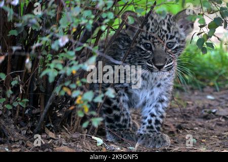 28. Oktober 2022, Dvur Kralove nad Labem, Tschechische Republik: Persischer Leopard (geboren am 22. August 2022, Panthera pardus tulliana), der im Zoo von Dvur Kralove in der Tschechischen Republik in Gehegen spaziert. itâ €™s seit zwei Monaten seit Dvur Kralove Zoo begrüßte die Geburt von zwei gefährdeten persischen Leoparden Jungen. (Bild: © Slavek Ruta/ZUMA Press Wire) Stockfoto