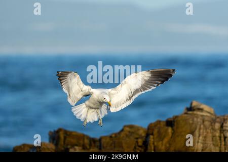 Kelp oder Dominikanermöwe (Larus dominicanus) landen auf Felsen entlang der Küste von Hermanus. Walküste, Overberg, Westkap, Südafrika. Stockfoto