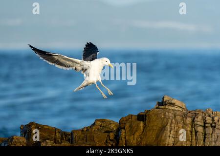 Kelp oder Dominikanermöwe (Larus dominicanus) landen auf Felsen entlang der Küste von Hermanus. Walküste, Overberg, Westkap, Südafrika. Stockfoto