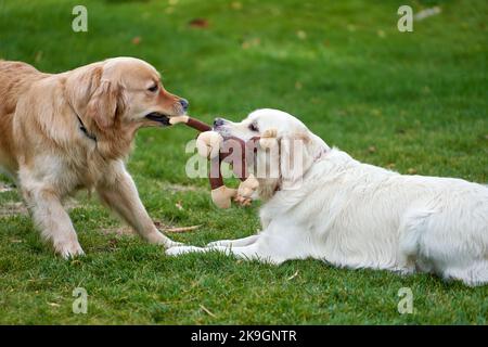 Zwei goldene Retriever, die mit einem Affenspielzeug auf dem Rasen im Garten spielen Stockfoto