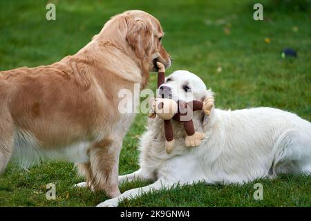 Zwei goldene Retriever, die mit einem Affenspielzeug auf dem Rasen im Garten spielen Stockfoto