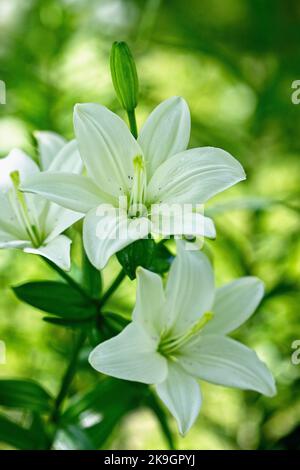 Eine vertikale Nahaufnahme von schönen weißen Lilien Stockfoto