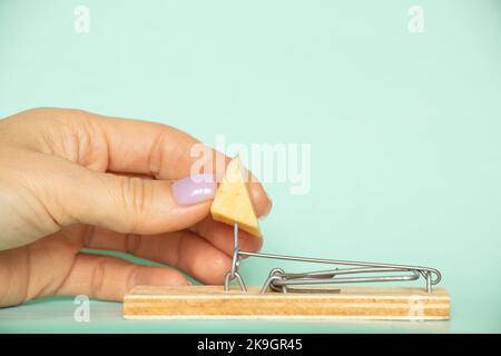 Eine Frauenhand nimmt ein Stück Käse aus einer Mausefalle auf blauem Hintergrund, Gefahr und Käse in einer Mausefalle, Versuchungen Stockfoto