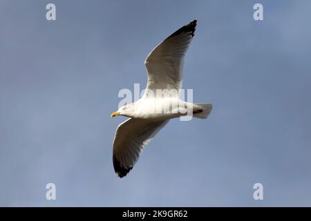 Eine Herringmöwe, die über Whitby Harbour in North Yorkshire fliegt, 26.. Oktober 2022 Stockfoto