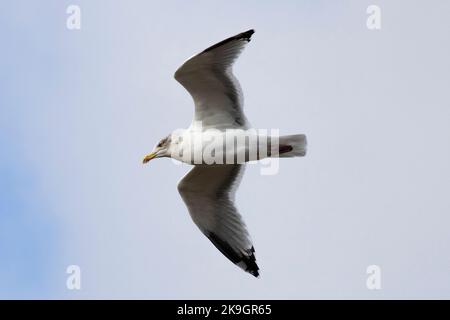 Eine Herringmöwe, die über Whitby Harbour in North Yorkshire fliegt, 26.. Oktober 2022 Stockfoto