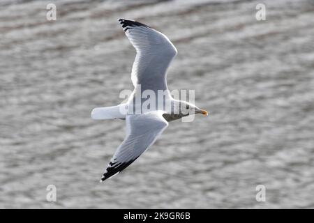 Eine Herringmöwe, die über Whitby Harbour in North Yorkshire fliegt, 26.. Oktober 2022 Stockfoto