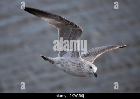 Eine junge Heringsmöwe, die über Whitby Harbour in North Yorkshire fliegt, 26.. Oktober 2022 Stockfoto