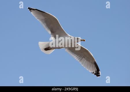 Eine Herringmöwe, die über Whitby Harbour in North Yorkshire fliegt, 26.. Oktober 2022 Stockfoto