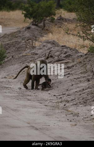 Nahaufnahme eines Pavianbabys mit seiner Mutter am Straßenrand im Serengeti-Nationalpark Stockfoto