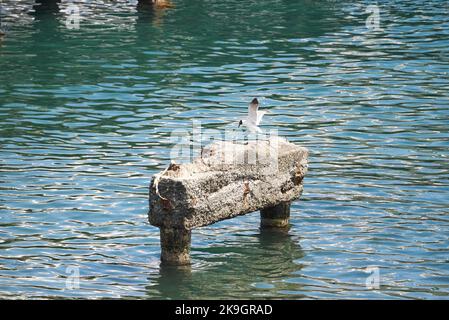 Der Blick aus der Höhe auf Sabines Möwe, die auf einem Stein im Wasser landet Stockfoto