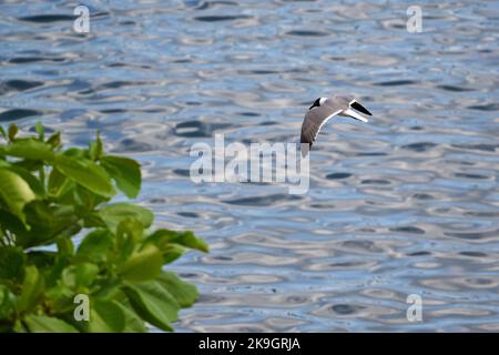 Der Blick aus der Höhe auf Sabines Möwe, die über dem welligen Wasser fliegt Stockfoto