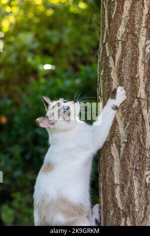 Spielerisches Hauskatzen in der Natur und Besteigen eines Baumes im Garten mit seinen scharfen Krallen Stockfoto