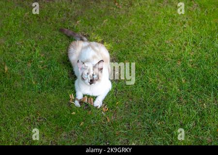 Copyspace-Porträt einer weißen Hauskatze, die auf dem weichen Rasen des Gartens liegt und mit einem trockenen Ast spielt Stockfoto