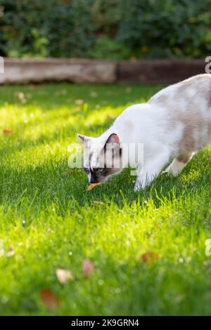 Schöne Hauskatzenzucht in der Natur Wandern auf dem Gras und riecht ein Blatt im Herbst Stockfoto