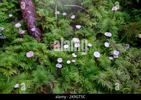 Nahaufnahme einer Gruppe von Pferdehaar-Fallschirmpilzen (Marasmius androsaceus) wachsen im grünen Moos. Marasmius Rotula-Pilz. Stockfoto