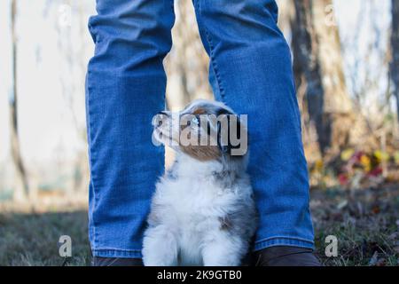 Schöner junger Rüde Blue Merle Australian Shepherd Hund Welpe sitzt an den Füßen einer Frau. Selektiver Fokus mit unscharfem Hintergrund. Suchen nach oben. Stockfoto